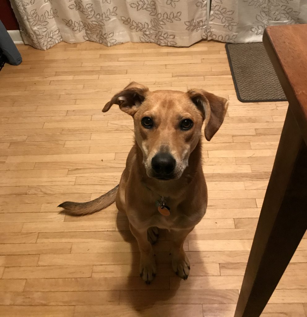 Looking down from above on a dog who is looking up at your while sitting on the floor