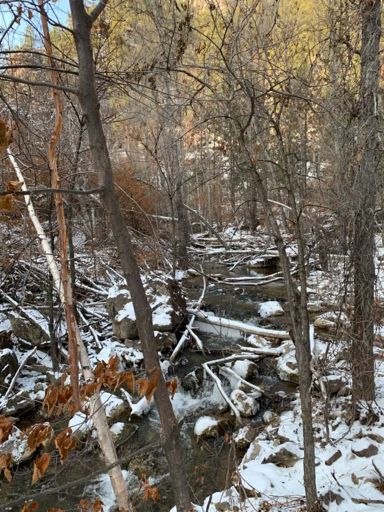 Bare trees in a forest scene. A creek runs through the middle with a bit of snow on fallen logs. 