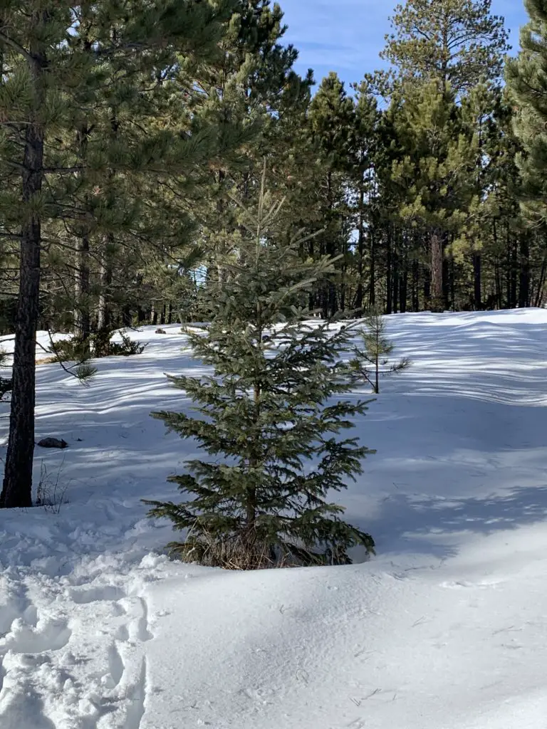 Green pine tree on a snowy hill. Much larger trees surround it and tower in the background.