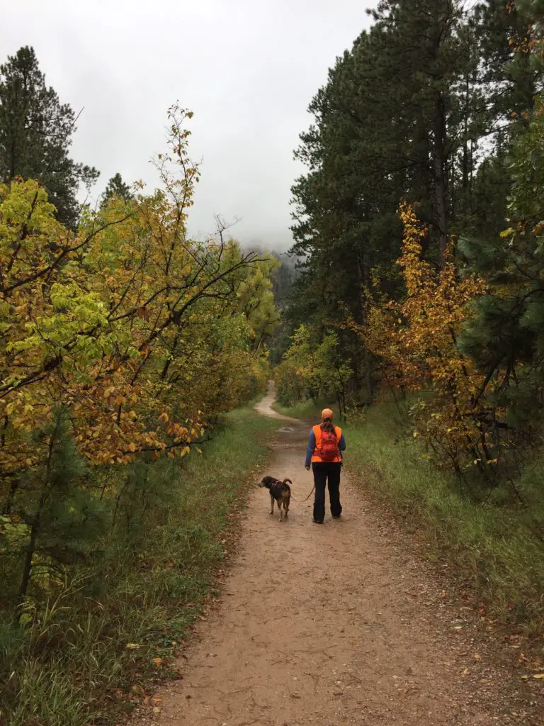 Back view of a woman walking on a hiking trail with a dog. Pine trees and others with colorful leaves surround them.