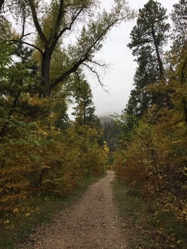 A hiking trail surrounded by trees of various sizes and colors