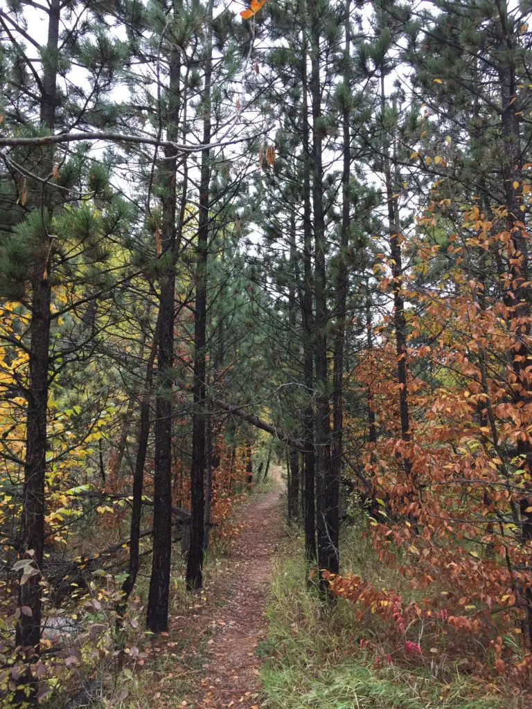 A hiking trail runs through a "tunnel" of pine tress mixed with other trees and their colorful, fall foilage. 