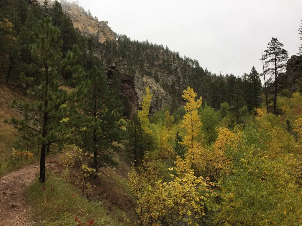 A hiking trail runs through a valley with pine and yellow-leafed trees