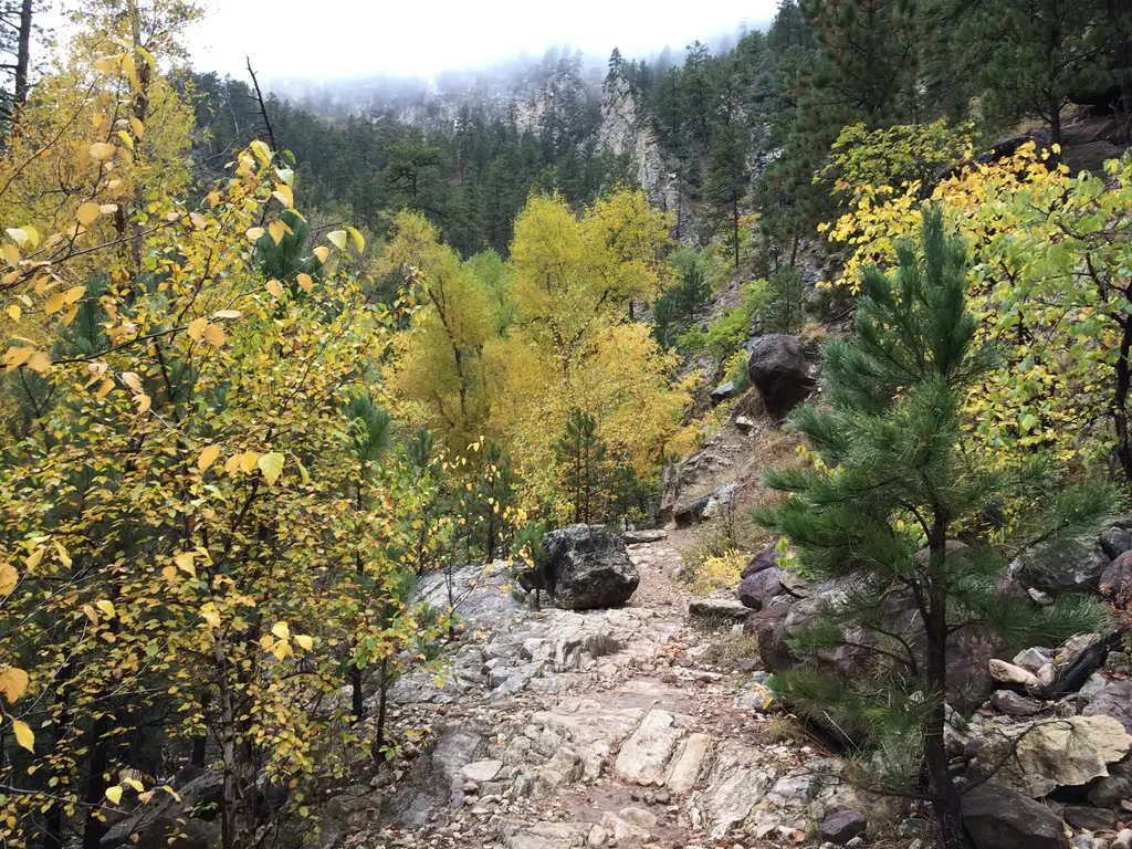 Yellow-leafed and pine tress surround a boulder between pine tree-covered canyon walls.