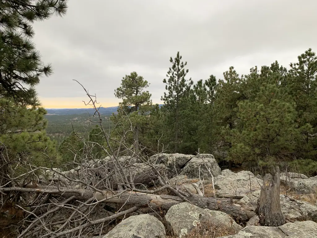 A rocky overlook with large boulders and a downed, dead tree, all surrounded by pine trees.