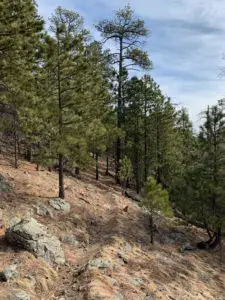 A hiking trail through a pine forest