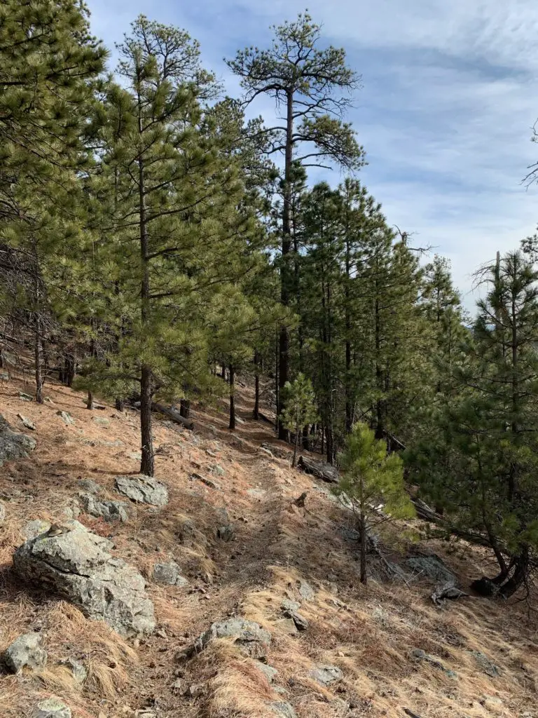 Samelius Trail: North on the Black Hills Centennial Trail : Tranquil ...