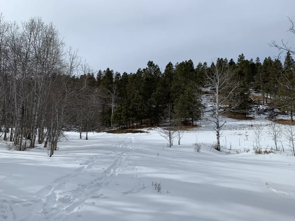 Snowy, open area surrounded by leafless trees and pine trees