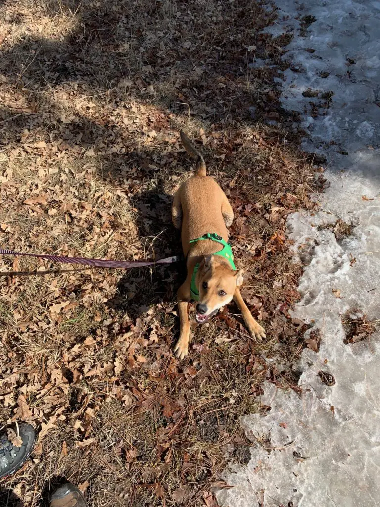 A dog does a "puppy bow" on some fallen leaves mixed with snow.