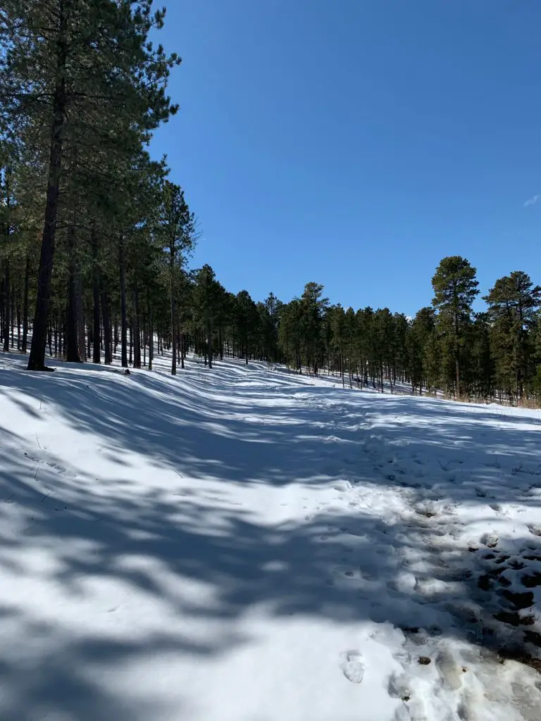 A snowy area amongst pine trees, all under a clear, blue sky