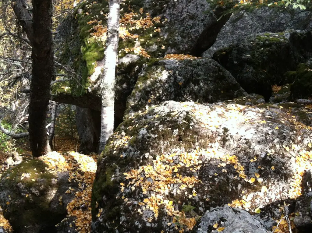 Moss and yellow-leaf covered boulders dappled in sunlight with tree trunks coming out of them