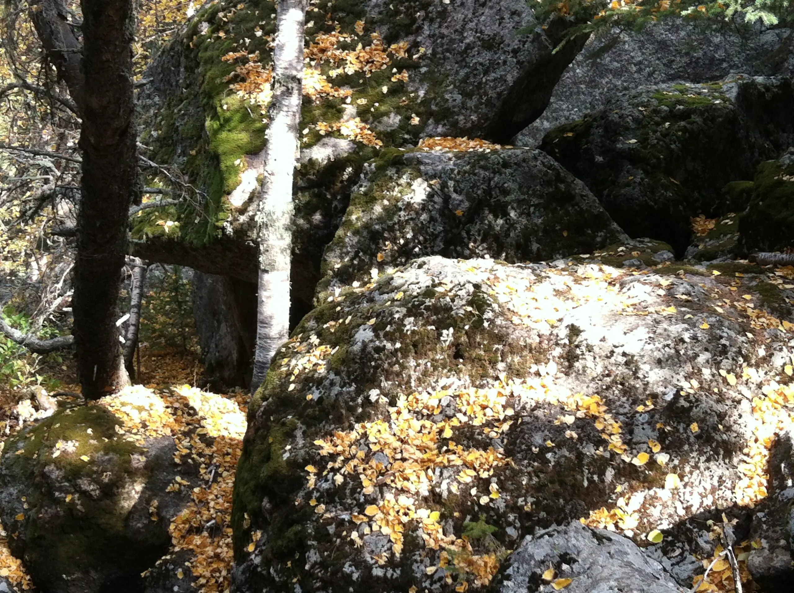 Moss and yellow-leaf covered boulders dappled in sunlight with tree trunks coming out of them