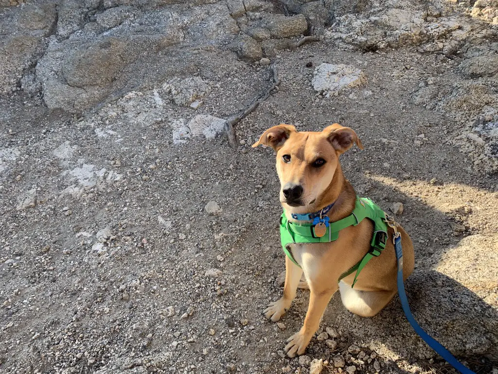 A dog sits on gravel near some rocks