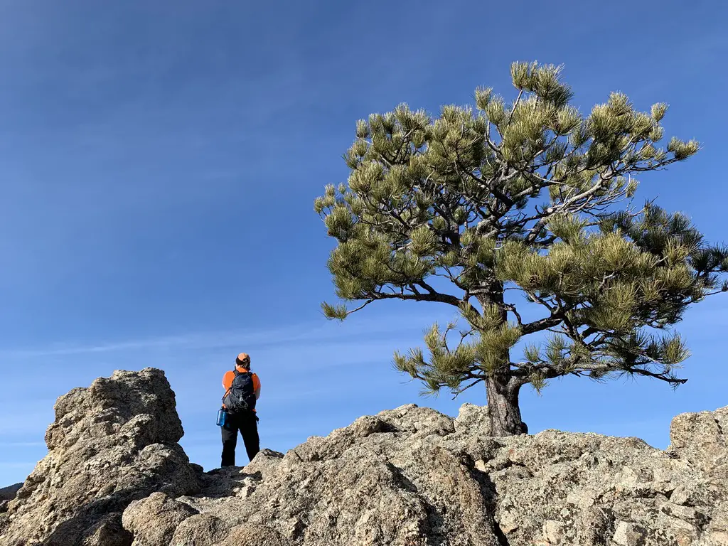 Rear view of a person standing on top of a rock wall near a lone, pine tree