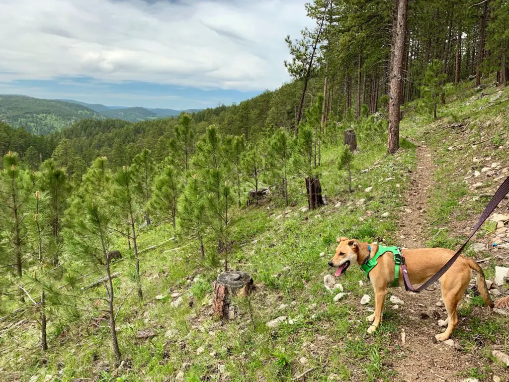 A dog stands on a dirt path that runs through pine trees on a mountainside