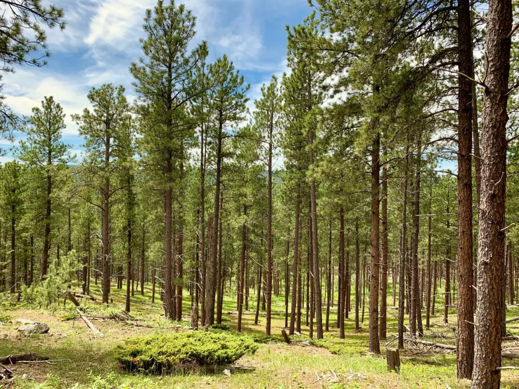 Many pine trees stand together under a blue sky