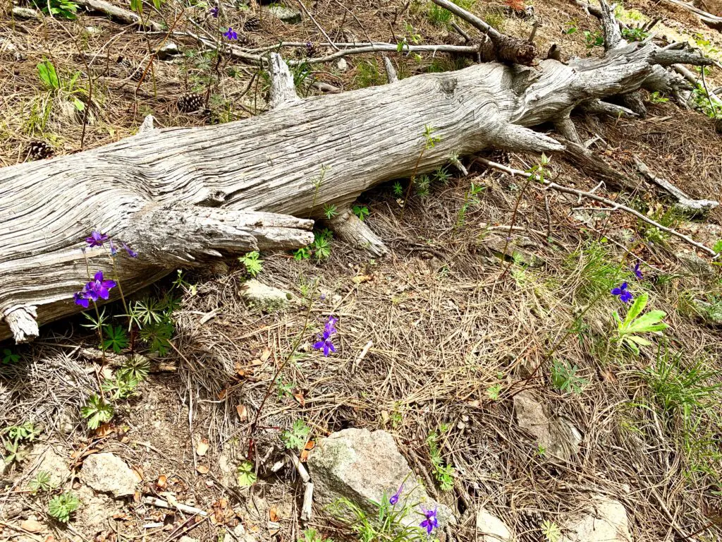 Small, purple flowers in dirt near a dead, downed stump