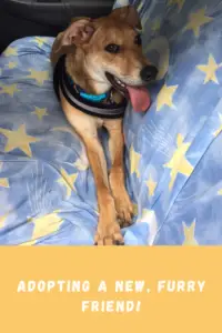 A dog with its tongue hanging out lays on a car seat. Pin reads, "Adopting a New, Furry Friend!"