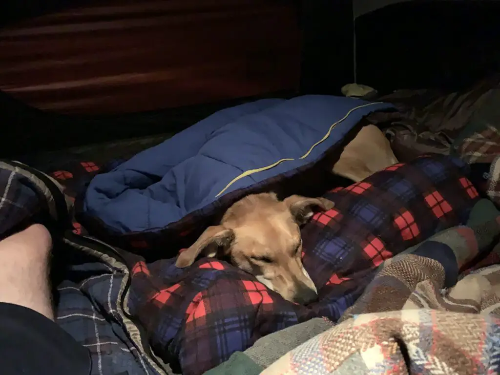 A dog is sleeping with just its head poking out of a sleeping bag, surrounded by other blankets.