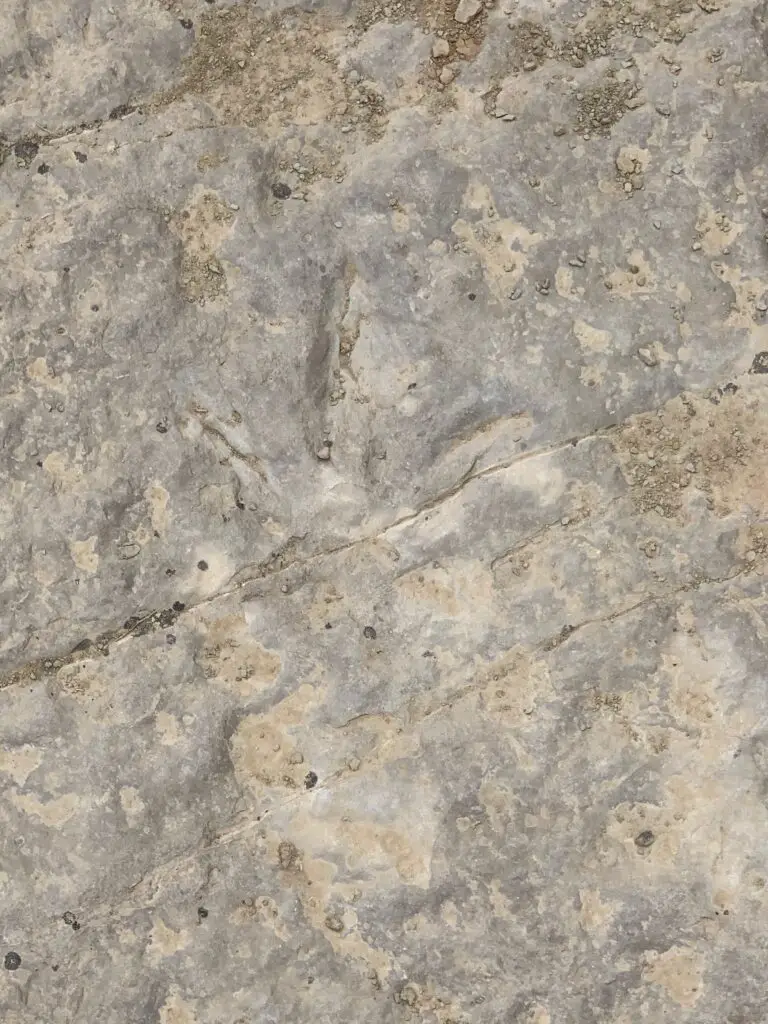 Three-toed, fossilized footprint left in rock