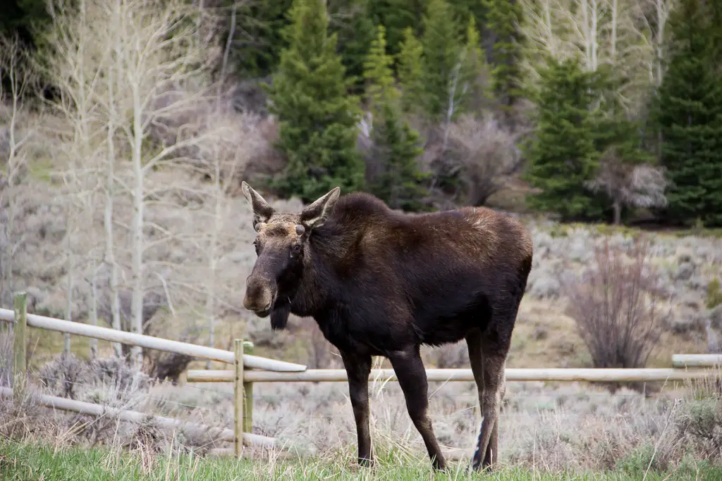 A cow moose stands in front of a fence. A rocky mountain and pine trees are behind her.