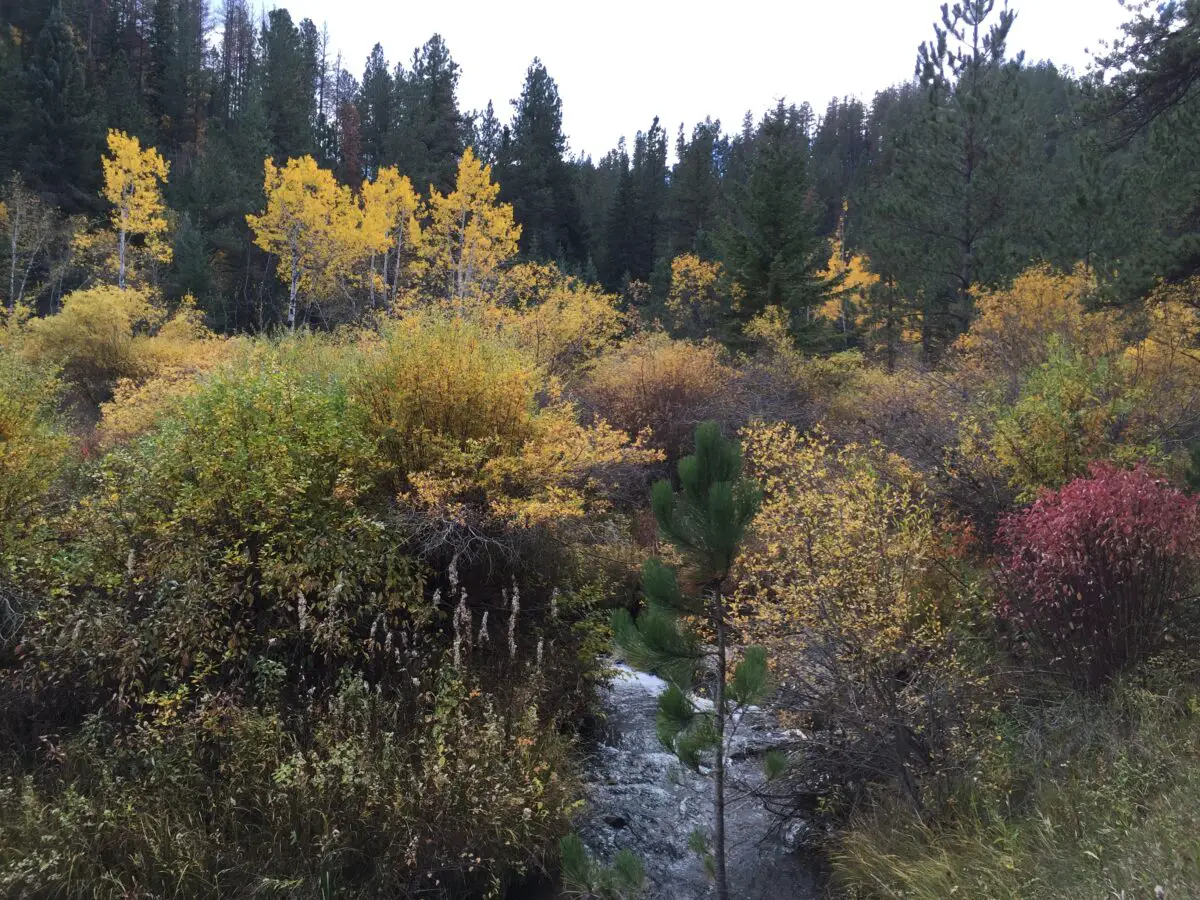 A creek runs through yellow, green and red, fall foilage with pine trees in the backgound.