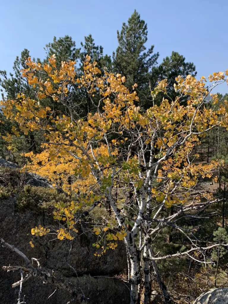 Yellow leaves on a tree with green, pine trees behind it