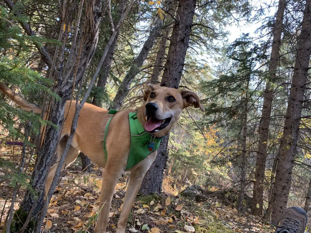 A dog pants while standing in the forest on dirt and downed, brown leaves.