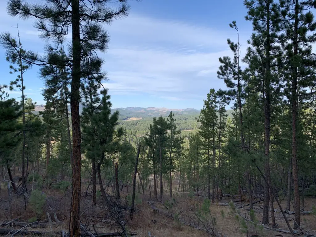 View through the woods of pine trees and tree-covered mountains in the background