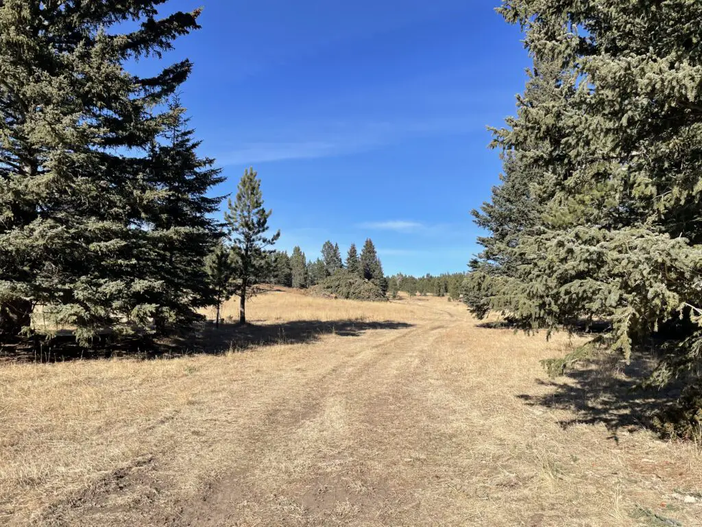 A dry, grass meadow with some tire marks heading off into the distance. Tall pine trees are on all sides under a blue sky.