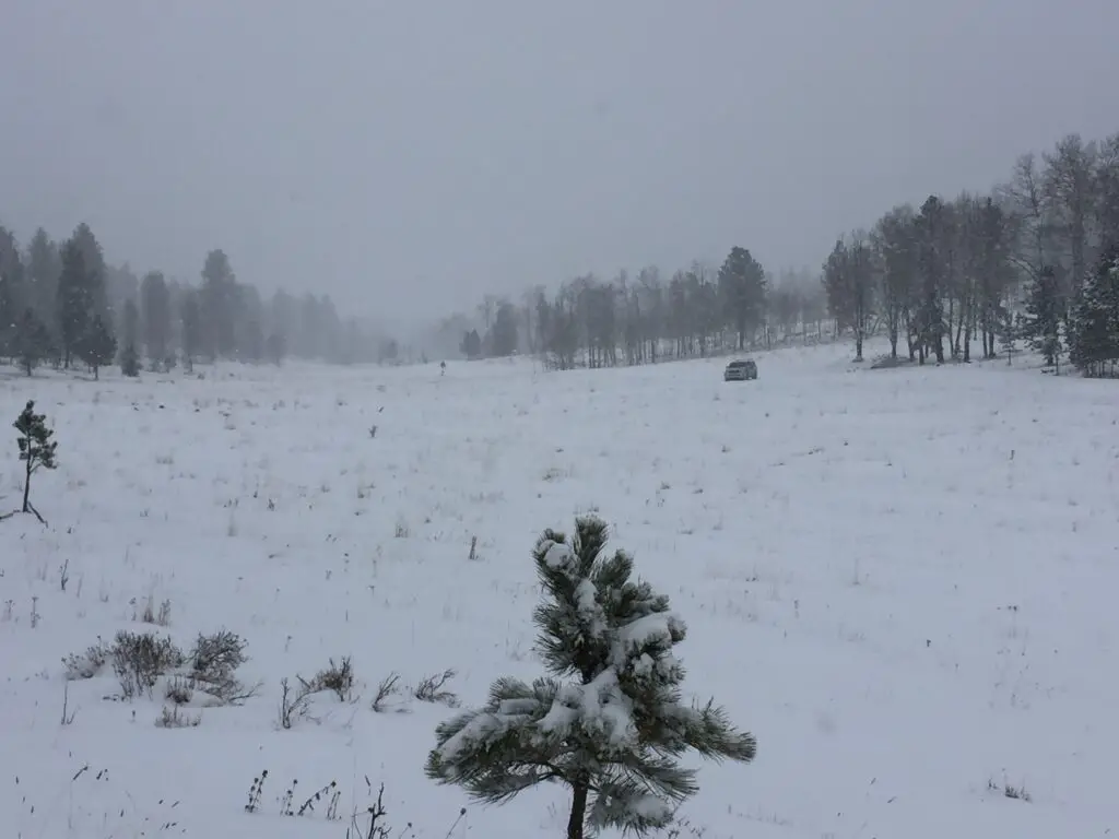 A snowy meadow. Tall pine trees can barely be seen in the background through the gloom and snow. The shape of a truck is in the far background. 