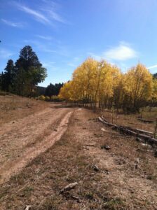 Dirt trail crossing a brown-grass meadow with yellow apens and evergreens in the background, all under a blue sky.