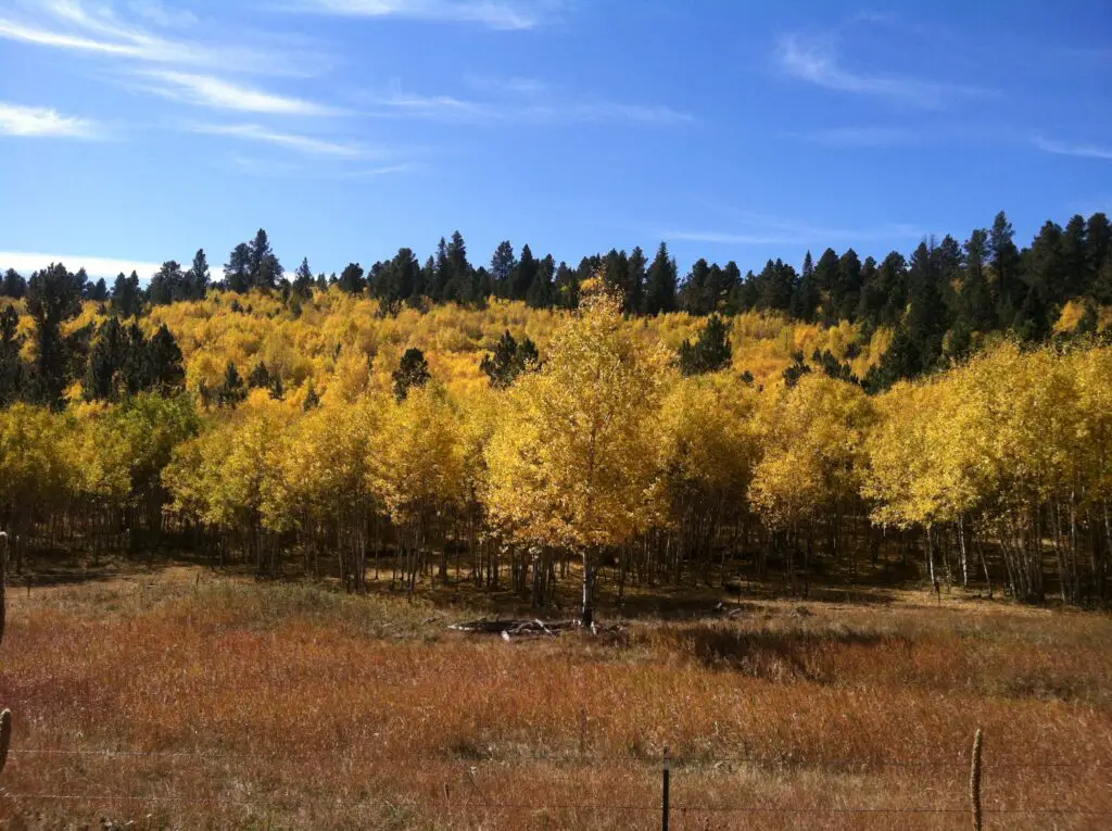 Brown meadowgrass in the foreground with a hillside of yellow aspen trees (intermixed with evergreens) in the background, all under a blue sky. 