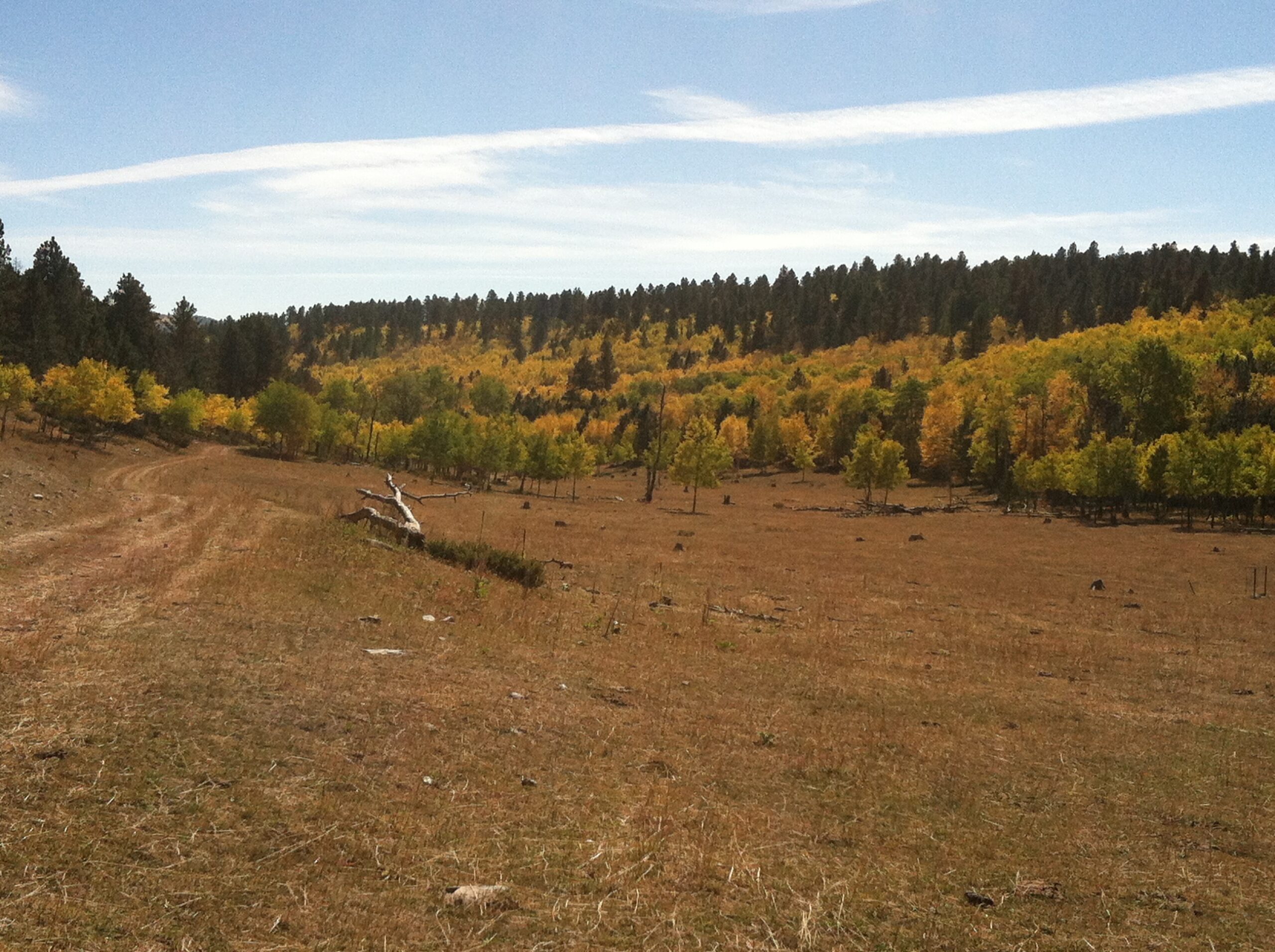 Brown meadowgrass in the foreground with a hillside of yellow aspen trees (intermixed with evergreens) in the background.