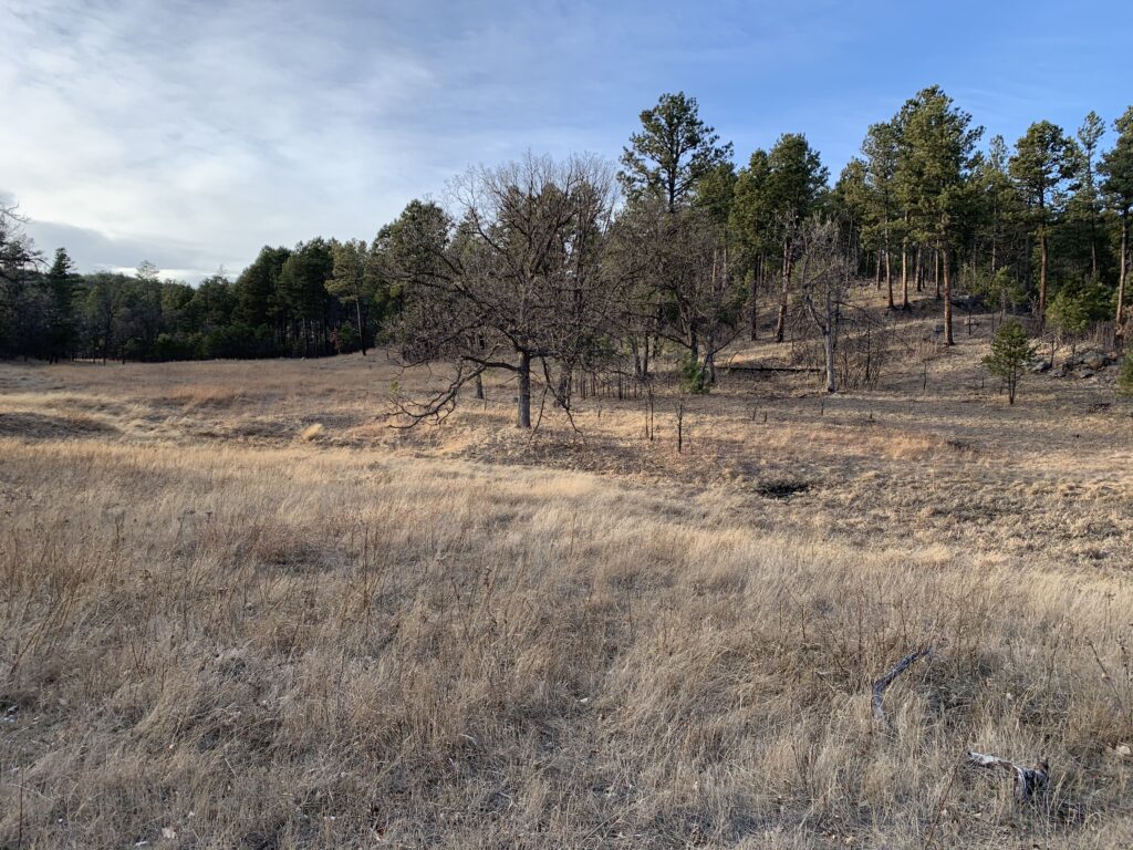 A dry, grassy meadow with some leafless trees and a pine forest in the background.
