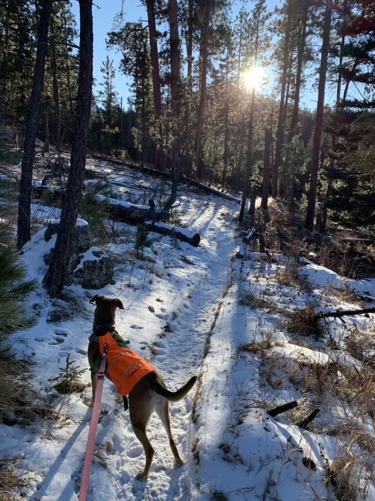 Rear view of a dog standing on a snowy, hiking trail in a forest. A low sun shines through the trees. 
