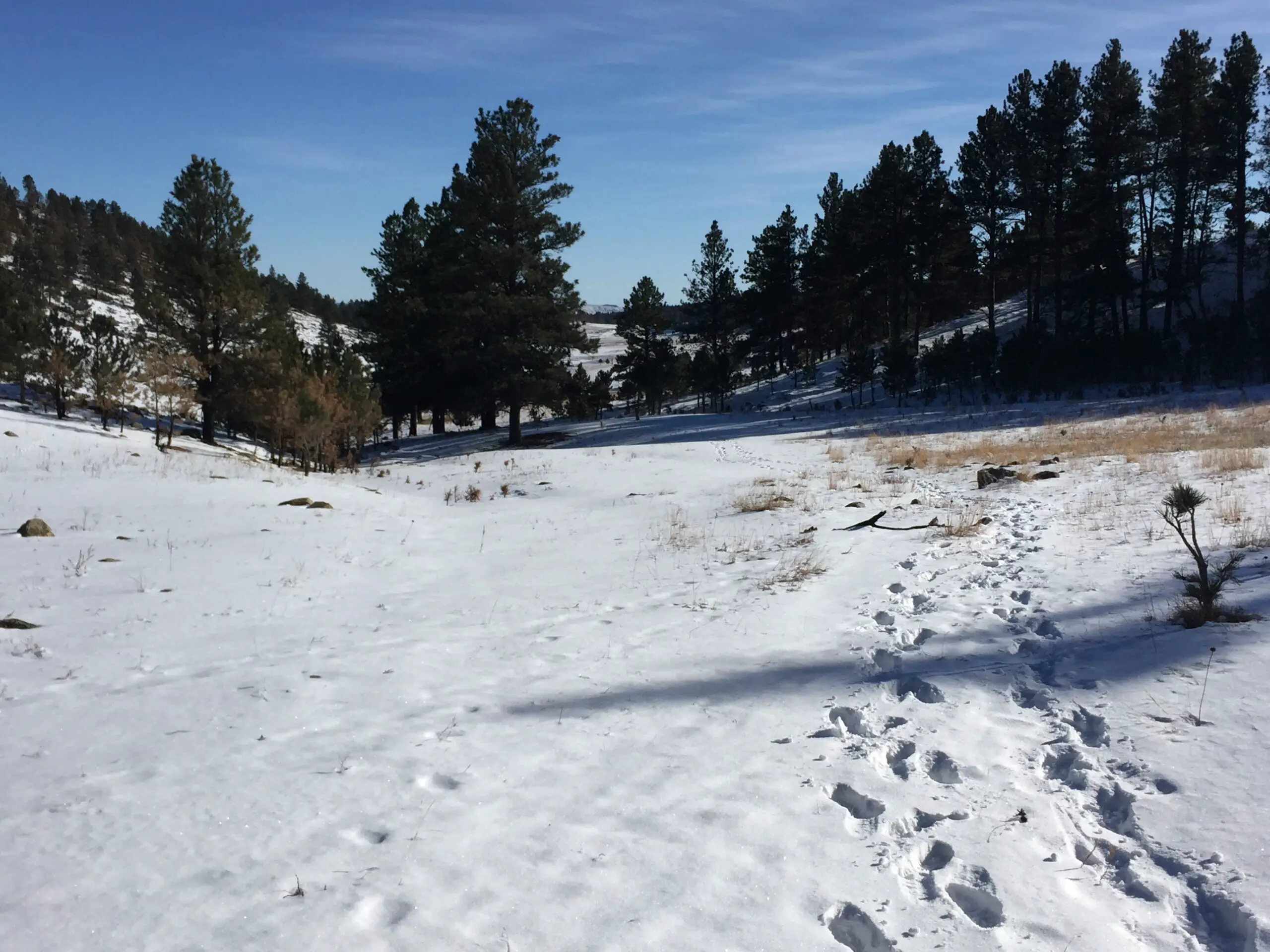 Snow-covered meadow in the foreground; green, pine trees in the background, all under a blue sky.