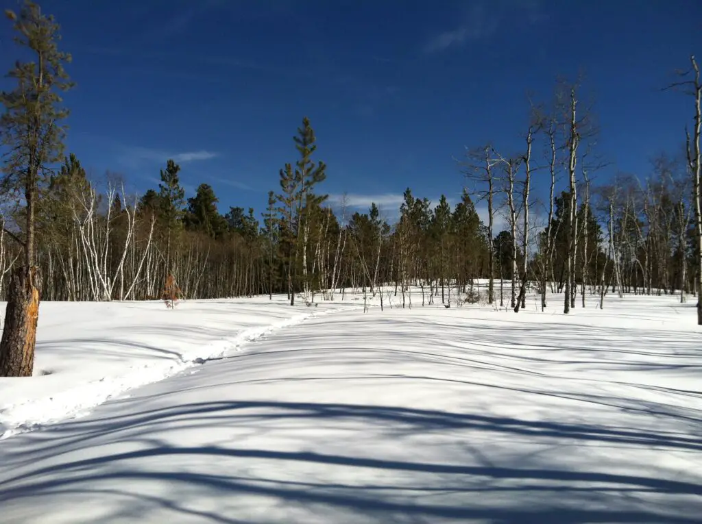 A ski path traverses a meadow covered in snow and surrounded by trees, all under a clear, blue sky.