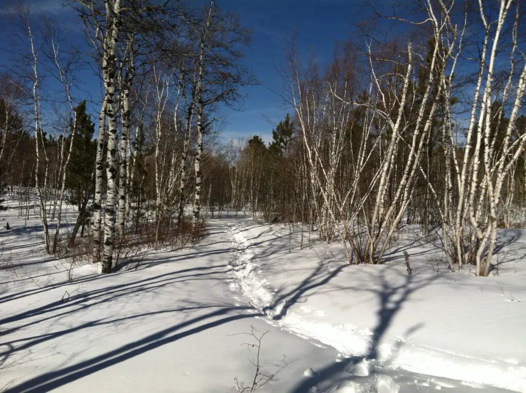 Footprints in the snow run through a "tunnel" of leafless trees, all under a clear, blue sky.