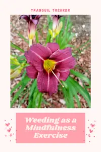 A purple lily. Pin reads, "Weeding as a Mindfulness Exercise"