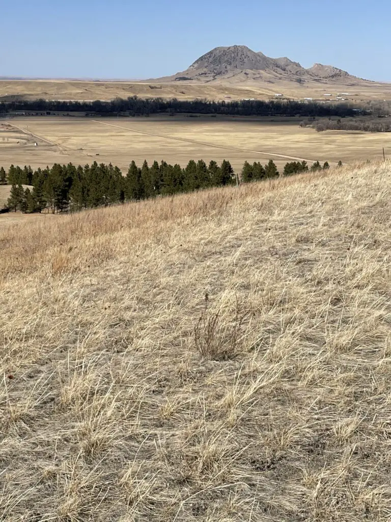 Brown-grass plain and green pine trees to the horizon where a mountain stands that looks like an animal laying down, all under a clear, blue sky