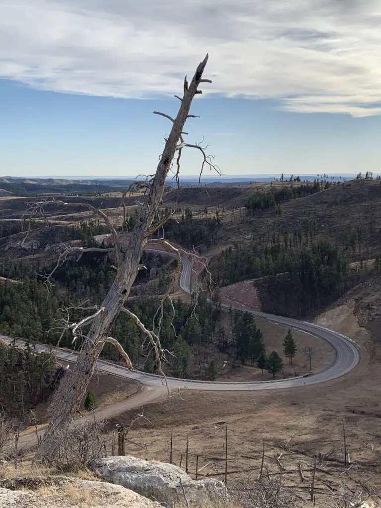 A view from above down a yellow-grass hill. At the bottom of the hill, a paved road snakes through pine-covered hills with a dirt lane breaking off of it. A dead tree is prominent in the foreground on top of the hill. 