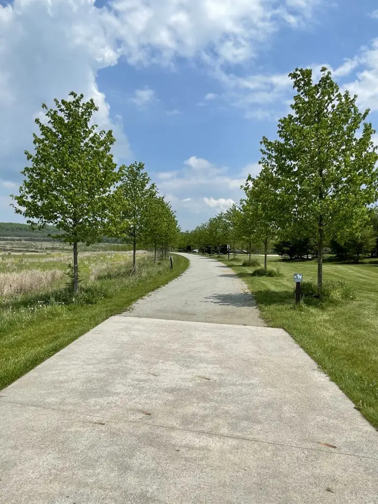 A paved walkway with trees on both sides