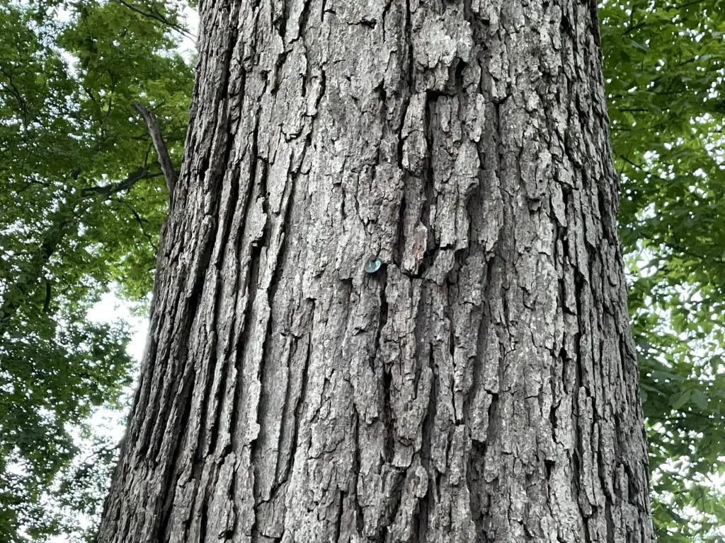A large tree trunk with a small, green marker nailed to its middle