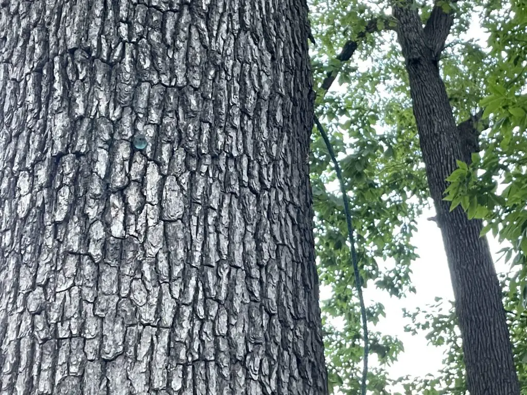 Large tree trunk surrounded by other trees with a cord hanging down its side 