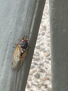 A large, black bug with red eyes and brown wings sits on a fence post