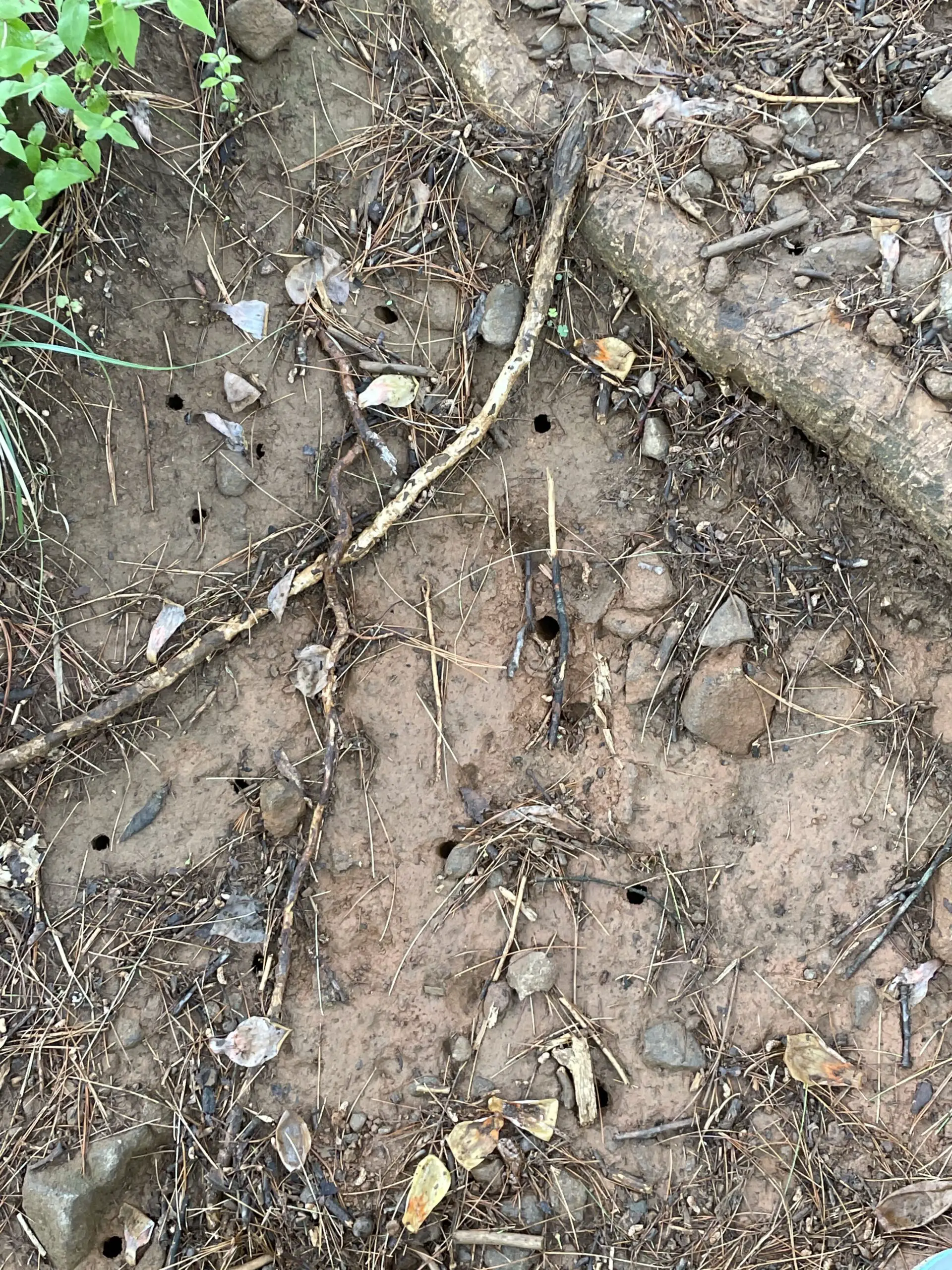 Dirt and roots of a forest floor with numerous, small holes
