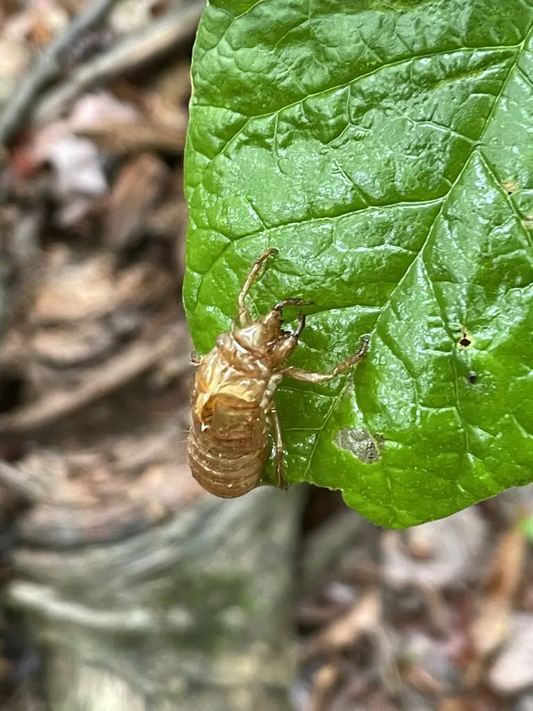 The crusty, brown shell of a large bug stuck to a green leaf