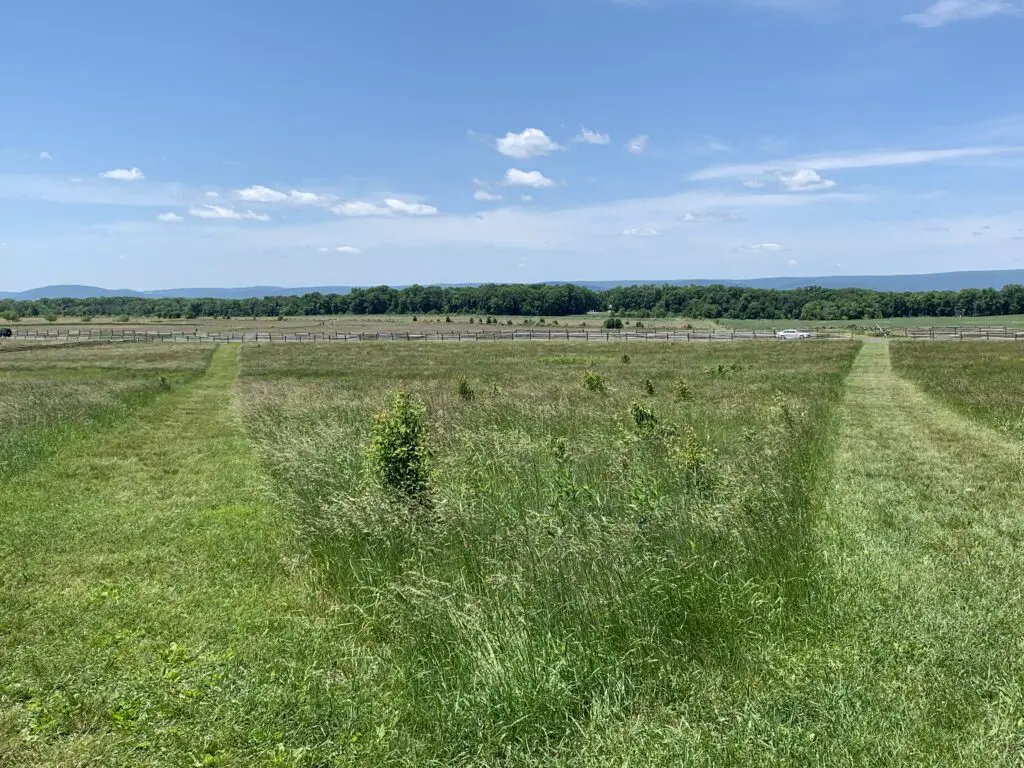 A large, green field stretches to shrubs, trees and monuments far in the distance