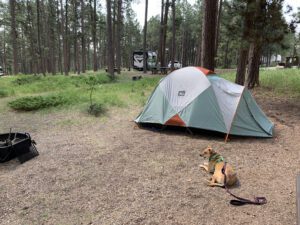 A dog lays on the gravel, in front of a tent, in a wooded campsite.